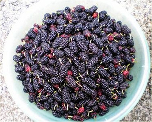 Morwa czarna Potrójna Korona, jeżyna gigant